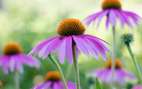 Echinacea purple. A perennial plant of the Asteraceae family. Medicinal flower to enhance immunity. Selective focus. August