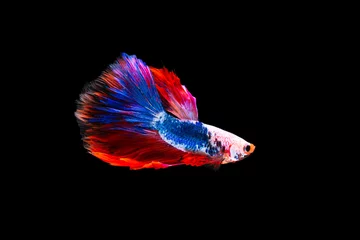 Gardinen The moving moment beautiful of siamese betta fish in thailand on black background.  © Soonthorn