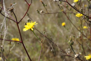Gelbe Blume