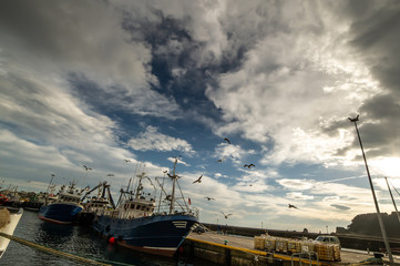 barcos y gaviotas