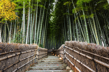 Bambo grove landmark in Arashiyama