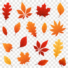 Colorful Autumn falling leaves isolated on transparent background. Vector illustration.