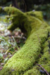 Mossy trunk fallen in the forest lighted from a ray of sun, close up
