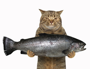 The cat is holding a big trout. White background.
