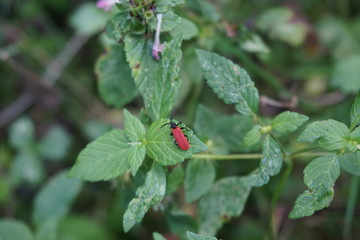 Feuerk&auml;fer, Pyrochroa coccinea  