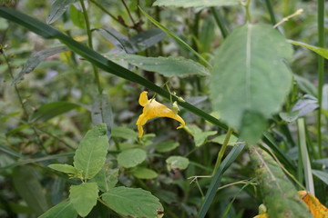 Gelbe Glockenblume, Waldrand