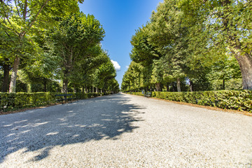 green alley in the park 