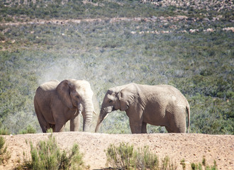 Fototapeta premium The Dust Bath for Two