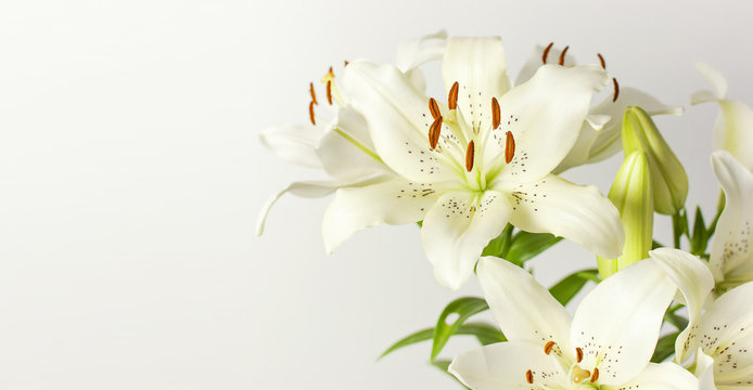 Fototapeta Bouquet of white lilies isolated on a white background. Flowers lily beautiful bouquet white flowers floral background concept holiday congratulation.