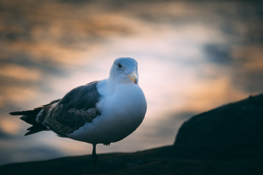 one legged resting seagull