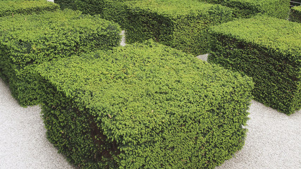 square designed hedge in the city of Berlin, Germany
