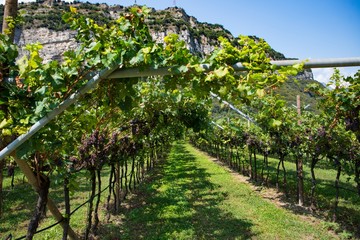 Fototapeta na wymiar Vineyard plantation in northern Italy.