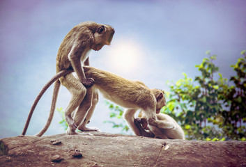 Monkeys are known to breed on cliffs.