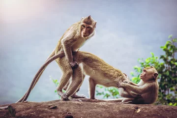 Fotobehang Monkeys are known to breed on cliffs © Panya Studio
