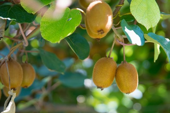 Kiwi fruit on tree on kiwi plantation in Italy