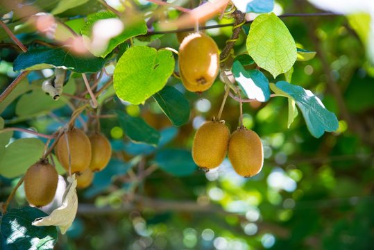Kiwi fruit on tree on kiwi plantation in Italy