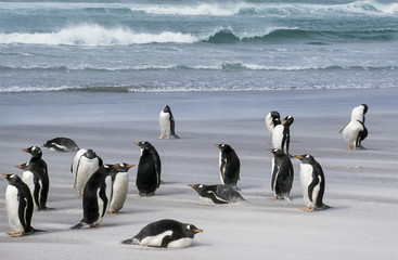Fototapeta premium Manchot papou,.Pygoscelis papua, Gentoo Penguin, archipel des Falkland