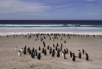 Manchot papou,.Pygoscelis papua, Gentoo Penguin, archipel des Falkland