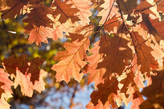 Autumn leaves - beautiful leaves on branch