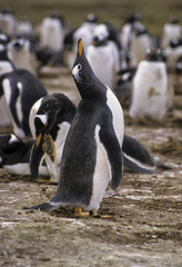 Manchot papou,.Pygoscelis papua, Gentoo Penguin, archipel des Falkland