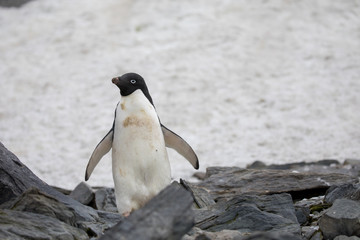 Naklejka premium penguin in the arctic