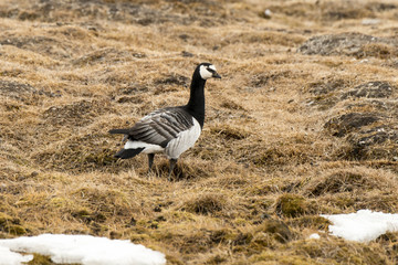 Bernache nonnette, .Branta leucopsis, Barnacle Goose, Archipel du Spitzberg