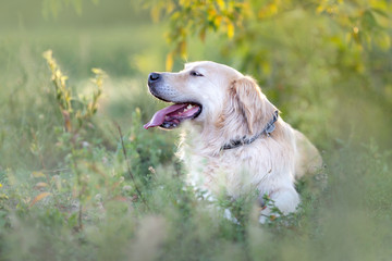 Happy golden retriever resting