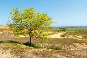 Fototapeta na wymiar The landscape with young green tree among sandy badland