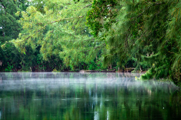 Mist or fog over a lake with overhanging branches, surrounded by forest of green trees - Wolf Lake Park, Davie, Florida, USA