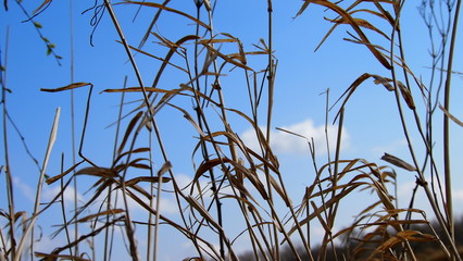 wild grasses in natural landscape with blue sky background