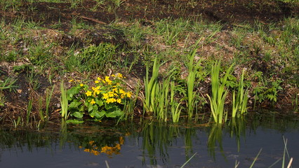 Obraz na płótnie Canvas yellow flowers next to small river