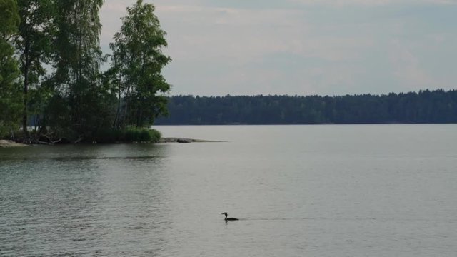 Grebe on lake