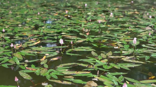 Water flowers