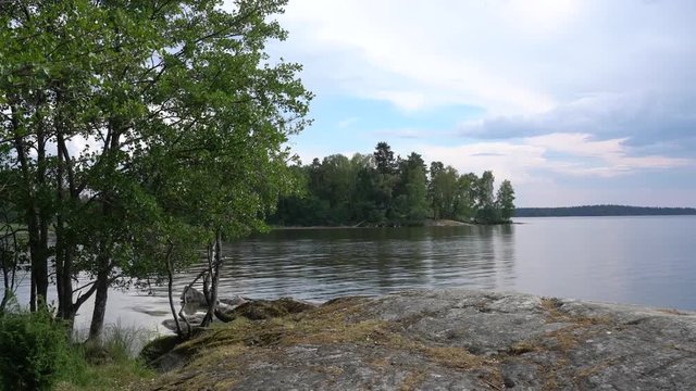 Birch by water