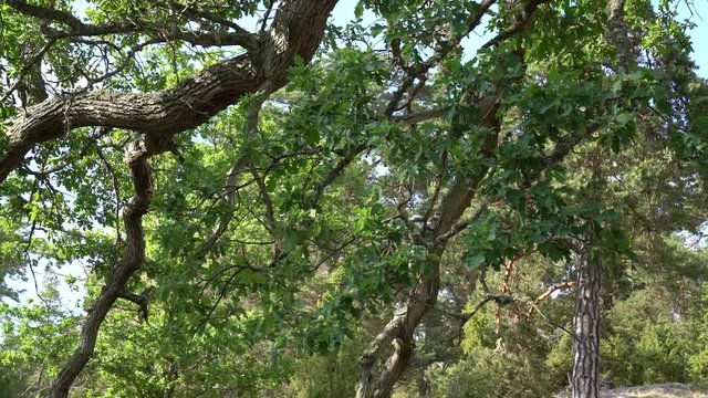 Oak branch