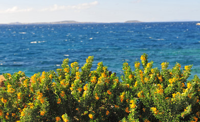 Yellow flowers with blue sea on background