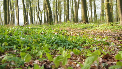 Fototapeta na wymiar forest floor in Germany during early spring