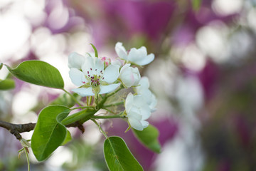 Pear blossom bokeh