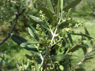Flowering and fruit set in olive ( Oleaceae family ). Tuscany, Italy