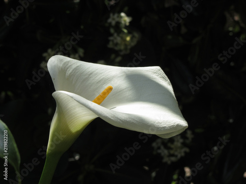Arum Lily Or Calla Flower In The Garden On Dark Background Arum Lily Or Calla Flower In The Garden On Dark Background Zantedeschia Aethiopica Family