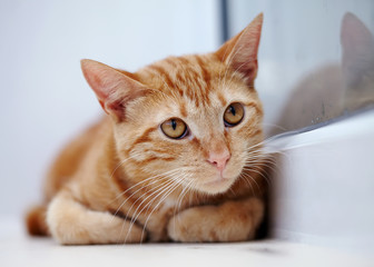 Portrait of a red cat with orange eyes.