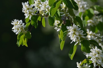 White flowers in spring