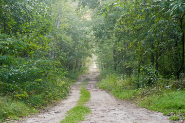 Fototapeta na wymiar dirt road in forest