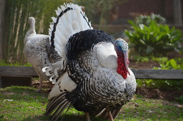 The turkey that unfurled its tail with a fan