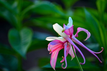 Aquilegia bright flower against the backdrop of bokeh