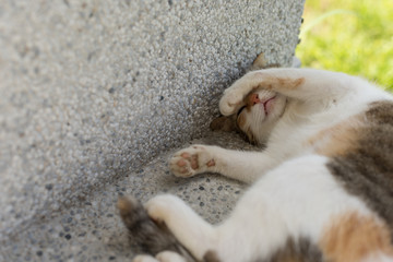 Fototapeta premium funny cat sleep