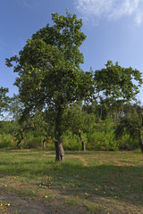 Streuobstwiese mit Apfelbaum im Natura 2000 Gebiet 