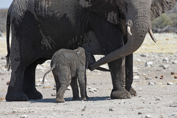 Elefantenbaby (loxodonta africana) wird in der Herde von den großen Elefanten beschützt (im...
