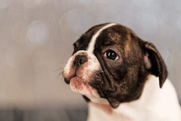 Four dog puppies of French bulldog sits lies and sleeps on floor of boards close-up. Abstract blurred background with sparkles.