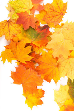 Autumn background with colorful leaves. Red, orange and green autumn leaves.